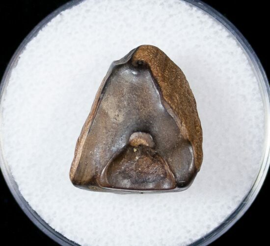 Ceratopsid Tooth - Judith River #17645